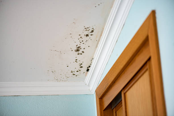 Best Emergency Mold Remediation in White Oak, OH