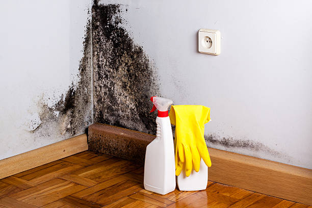 Best DIY Mold Remediation Support Services in White Oak, OH